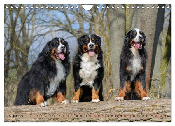 Produktbild: Berner Sennenhunde - Mit jedem Blick ein St&uuml;ck Geborgenheit (Wandkalender 2026 DIN A4 quer), CALVENDO Monatskalender