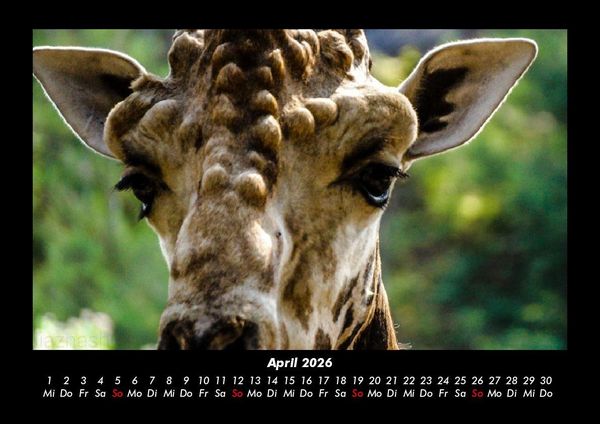 Produktbild: Giraffen 2026 Fotokalender DIN A3