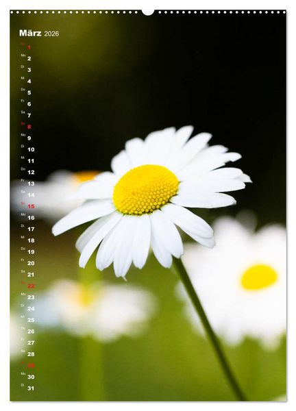 Produktbild: Colors of Nature (Wandkalender 2026 DIN A2 hoch), CALVENDO Monatskalender