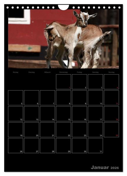 Produktbild: Zwergziegen (Wandkalender 2026 DIN A4 hoch), CALVENDO Monatskalender