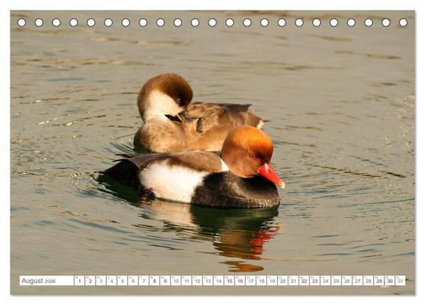 Produktbild: Vogelwelt am Bodensee 2026 (Tischkalender 2026 DIN A5 quer), CALVENDO Monatskalender