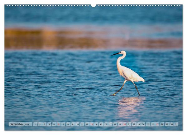 Produktbild: Camargue - Der wilde S&uuml;den Frankreichs (hochwertiger Premium Wandkalender 2026 DIN A2 quer), Kunstdruck in Hochglanz