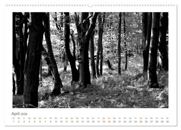 Produktbild: Quo Vadis? W&auml;lder und Wege in der R&ouml;hn, L&uuml;neburger Heide und der Mecklenburgischen Seenplatte (Wandkalender 2026 DIN A2 quer), CALVENDO Monatskalender