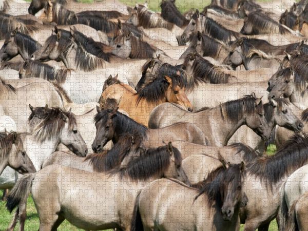 Produktbild: CALVENDO Puzzle Kraftvoller Herdentrieb | 1000 Teile Lege-Gr&ouml;&szlig;e 64x48cm Foto-Puzzle f&uuml;r gl&uuml;ckliche Stunden