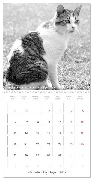 Produktbild: Black and white cat whispers (Wall Calendar 2026 12 &times; 12 Inch) CALVENDO 12 Month Wall Calendar