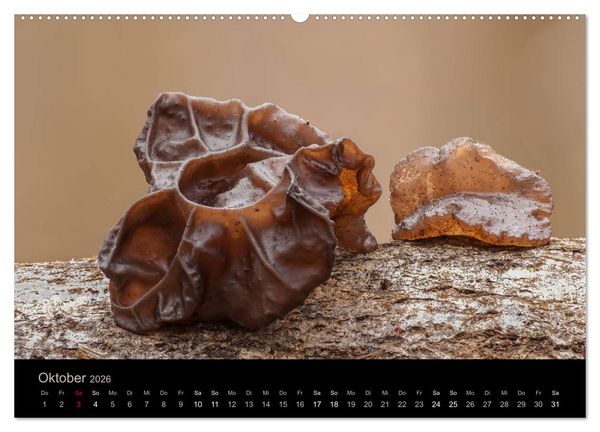 Produktbild: PILZE IM FOKUS 2026 (Wandkalender 2026 DIN A2 quer), CALVENDO Monatskalender