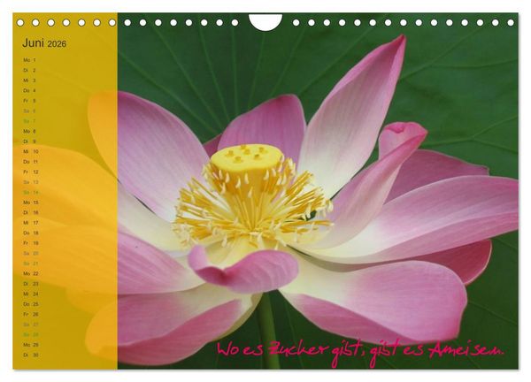 Produktbild: Bali und Java ~ mit indonesischen Weisheiten (Wandkalender 2026 DIN A4 quer), CALVENDO Monatskalender