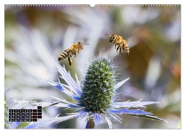 Produktbild: Die Wunderwelt der Biene (hochwertiger Premium Wandkalender 2026 DIN A2 quer), Kunstdruck in Hochglanz