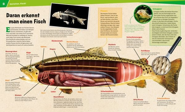 Produktbild: WAS IST WAS Band 41 Fische. Wunderwelt im Wasser