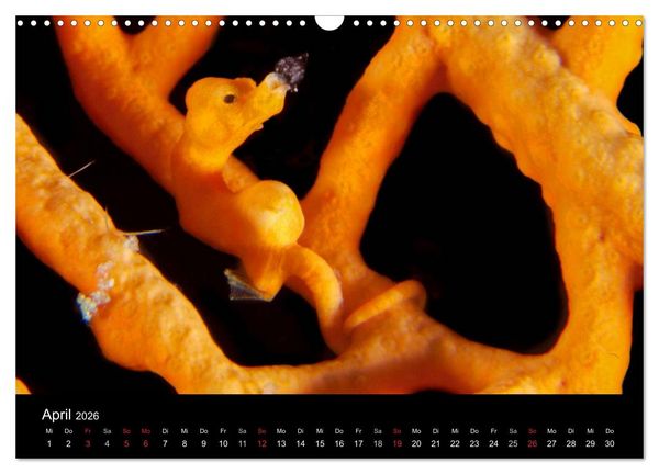 Produktbild: Faszinierendes Leben unter Wasser (Wandkalender 2026 DIN A3 quer), CALVENDO Monatskalender