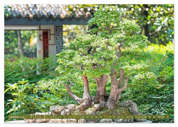 Produktbild: Gartenkunst aus Japan: Bonsai (Tischkalender 2026 DIN A5 quer), CALVENDO Monatskalender