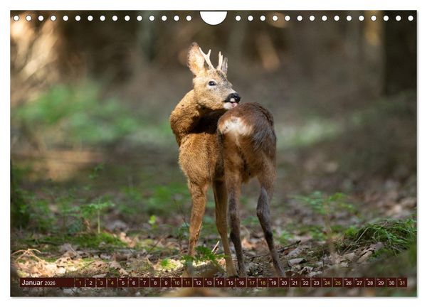 Produktbild: Zauberhafte Wesen - anmutiges Rehwild (Wandkalender 2026 DIN A4 quer), CALVENDO Monatskalender