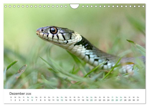 Produktbild: Schlangen - Portraits europ&auml;ischer Arten (Wandkalender 2026 DIN A4 quer), CALVENDO Monatskalender