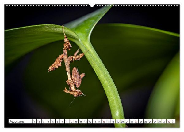 Produktbild: Im Bann der Mantis (hochwertiger Premium Wandkalender 2026 DIN A2 quer), Kunstdruck in Hochglanz