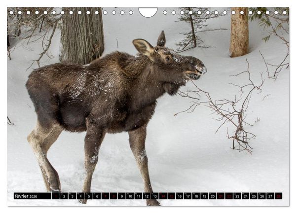 Produktbild: LE G&Eacute;ANT DES FOR&Ecirc;TS CANADIENNES (Calendrier mural 2026 DIN A4 vertical), CALVENDO calendrier mensuel