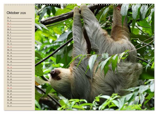 Produktbild: Regenwald. Tiere im Dschungel (hochwertiger Premium Wandkalender 2026 DIN A2 quer), Kunstdruck in Hochglanz