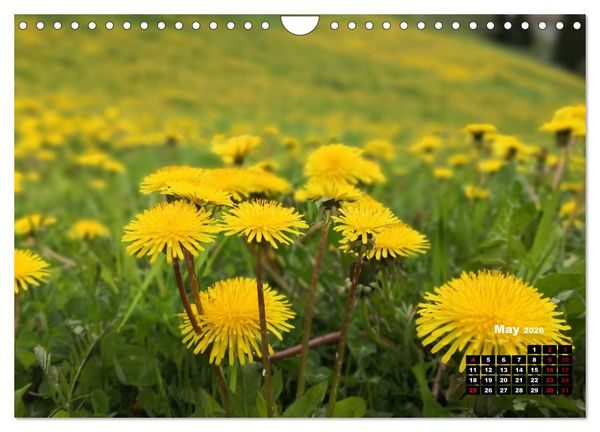 Produktbild: Engadine 2026 - Nature and landscapes (Wall Calendar 2026 DIN A4 landscape), CALVENDO 12 Month Wall Calendar