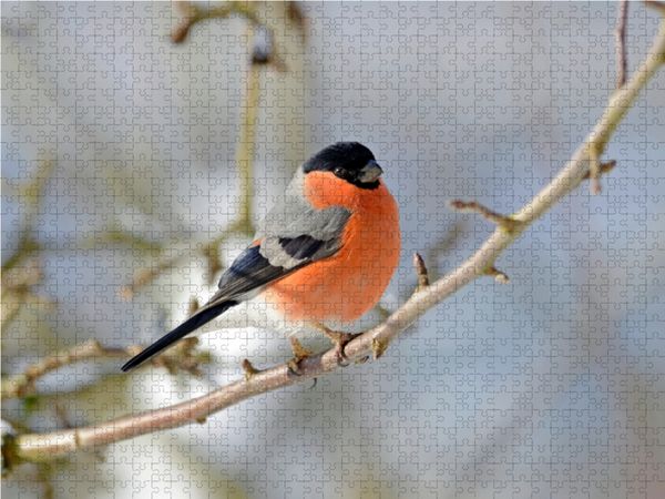 Produktbild: CALVENDO Puzzle Gimpel (Pyrrhula pyrrhula) | 1000 Teile Lege-Gr&ouml;&szlig;e 64x48cm Foto-Puzzle f&uuml;r gl&uuml;ckliche Stunden