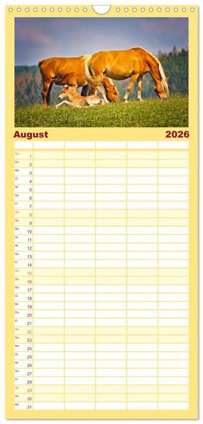 Produktbild: Familienplaner 2026 - Die besonderen Haflinger-Pferde mit 5 Spalten (Wandkalender, 21 x 45 cm) CALVENDO