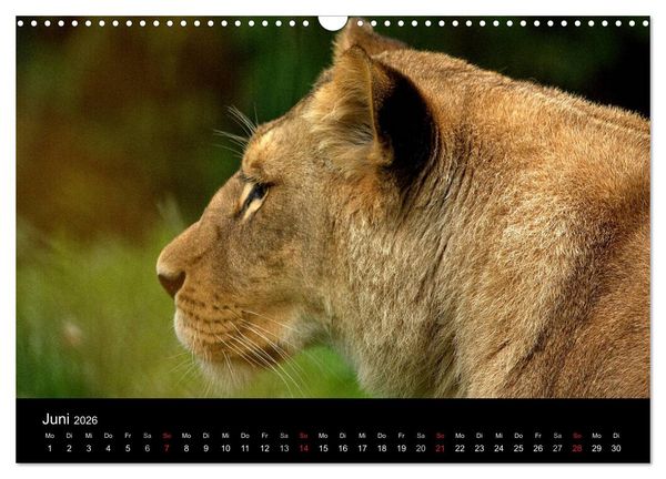Produktbild: L&ouml;wen (Wandkalender 2026 DIN A3 quer), CALVENDO Monatskalender