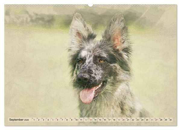 Produktbild: Altdeutsche H&uuml;tehunde 2026 (Wandkalender 2026 DIN A2 quer), CALVENDO Monatskalender