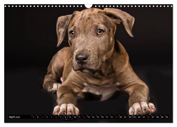 Produktbild: Pit Bull und Co. - Geliebt, gef&uuml;rchtet, missverstanden (Wandkalender 2026 DIN A3 quer), CALVENDO Monatskalender