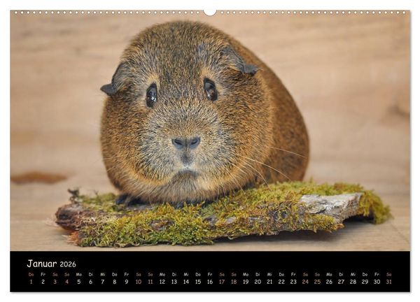 Produktbild: Meerschweinchen - Kleine s&uuml;&szlig;e Fellnasen (hochwertiger Premium Wandkalender 2026 DIN A2 quer), Kunstdruck in Hochglanz