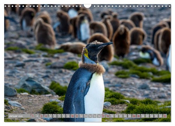 Produktbild: Einfach liebenswert diese Pinguine (Wandkalender 2026 DIN A3 quer), CALVENDO Monatskalender