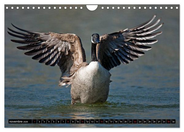 Produktbild: PLUMES L&Eacute;G&Egrave;RES. Oiseaux du Monde (Calendrier mural 2026 DIN A4 vertical), CALVENDO calendrier mensuel