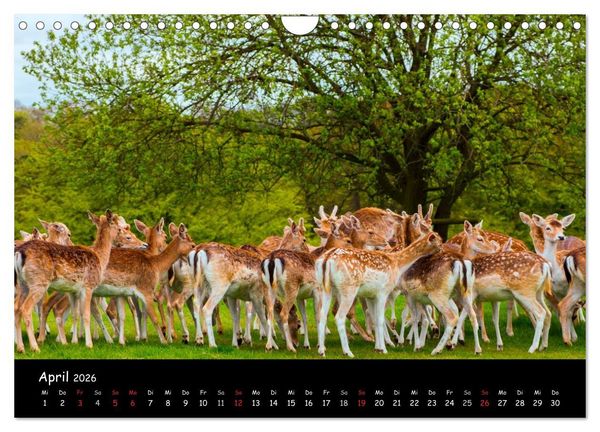 Produktbild: Rehe und Hirsche in freier Natur (Wandkalender 2026 DIN A4 quer), CALVENDO Monatskalender