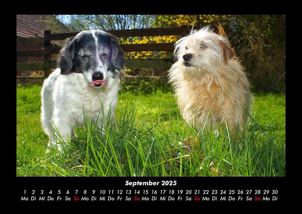 Produktbild: Hundezauber 2025 Fotokalender DIN A3