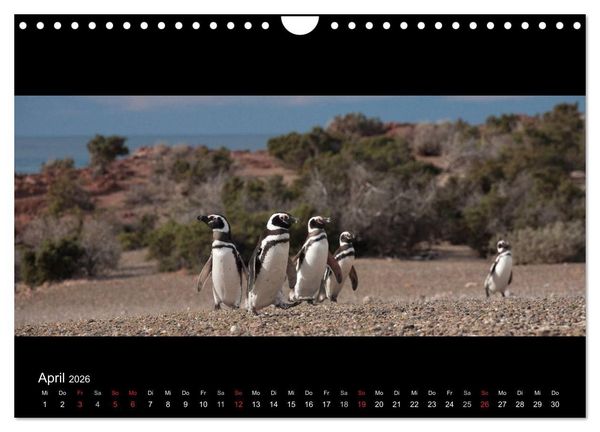 Produktbild: Patagonien - Ungez&auml;hmtes Land (Wandkalender 2026 DIN A4 quer), CALVENDO Monatskalender
