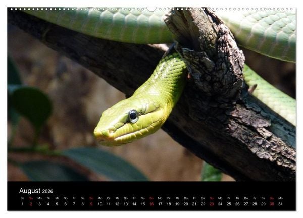 Produktbild: Schlangen (hochwertiger Premium Wandkalender 2026 DIN A2 quer), Kunstdruck in Hochglanz