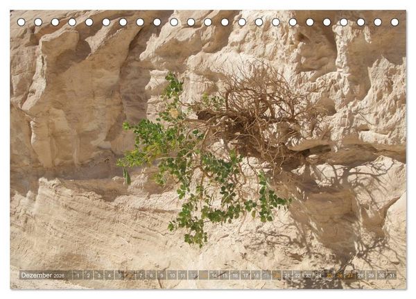 Produktbild: Impressionen Kameltrekking Sinai 2026 (Tischkalender 2026 DIN A5 quer), CALVENDO Monatskalender