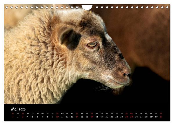 Produktbild: Schafe und L&auml;mmer (Wandkalender 2026 DIN A4 quer), CALVENDO Monatskalender