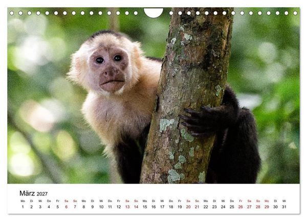 Produktbild: Costa Rica - das Naturparadies (Wandkalender 2027 DIN A4 quer), CALVENDO Monatskalender