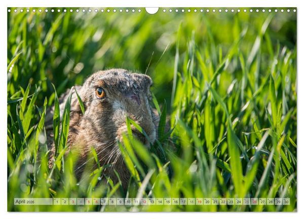 Produktbild: Emotionale Momente: Wild und Jagd. (Wandkalender 2026 DIN A3 quer), CALVENDO Monatskalender