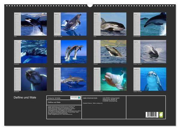 Produktbild: Delfine und Wale (Wandkalender 2026 DIN A2 quer), CALVENDO Monatskalender