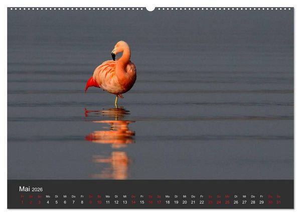 Produktbild: Pretty Flamingo (Wandkalender 2026 DIN A2 quer), CALVENDO Monatskalender