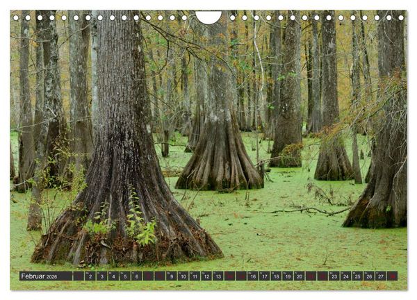 Produktbild: Natur Paradies Mississippi Delta (Wandkalender 2026 DIN A4 quer), CALVENDO Monatskalender