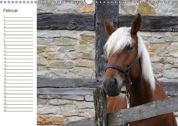 Produktbild: Der Pferde-Geburtstagskalender (Wandkalender immerw&auml;hrend DIN A3 quer)