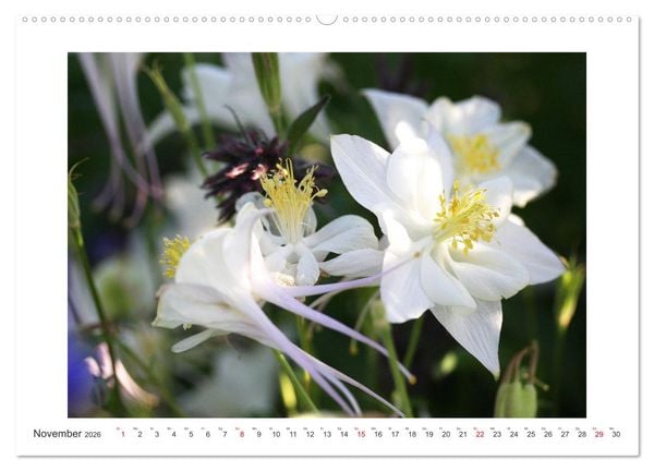 Produktbild: Akeleien im Garten (Wandkalender 2026 DIN A2 quer), CALVENDO Monatskalender