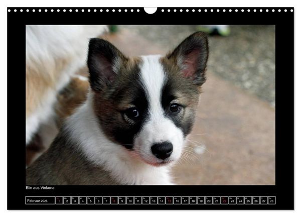 Produktbild: Islandhund - Welpen / CH-Version (Wandkalender 2026 DIN A3 quer), CALVENDO Monatskalender