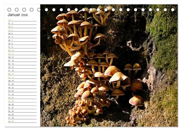 Produktbild: Schwammerl Egerlinge Pilze (Tischkalender 2026 DIN A5 quer), CALVENDO Monatskalender