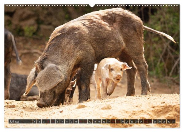 Produktbild: Korsika - s&uuml;&szlig;e, wilde Schweinchen (Wandkalender 2026 DIN A2 quer), CALVENDO Monatskalender
