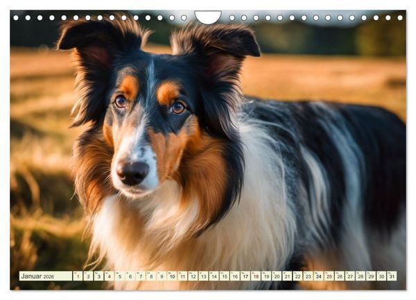 Produktbild: Traumhund Collie (Wandkalender 2026 DIN A4 quer), CALVENDO Monatskalender