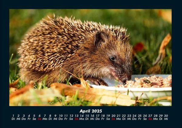 Produktbild: Welt der Tiere 2025 Fotokalender DIN A4