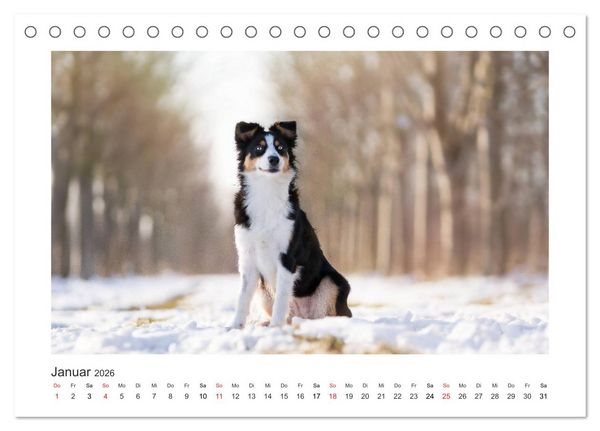 Produktbild: Herzensaussies - Australian Shepherd (Tischkalender 2026 DIN A5 quer), CALVENDO Monatskalender