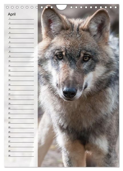 Produktbild: Der Wolf - Isegrim in den heimischen W&auml;ldern - Kalender 2026 (Wandkalender 2026 DIN A4 hoch), CALVENDO Monatskalender