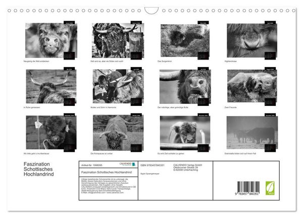 Produktbild: Faszination Schottisches Hochlandrind (Wandkalender 2026 DIN A3 quer), CALVENDO Monatskalender